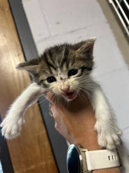 DYNAMIC -  Domestic Short Hair Cat for Adoption in Alameda, California - DYNAMIC | PetCurious