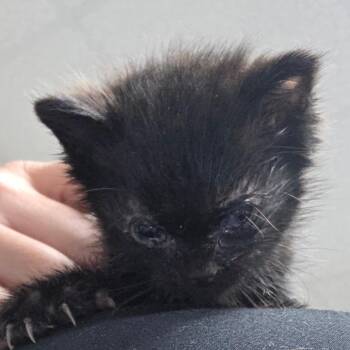 Wobble -  Domestic Short Hair Cat for Adoption in Bronson, Florida - Wobble | PetCurious