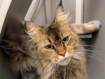 Maine Coon Cats Available for Adoption - LADY LOVE | PetCurious