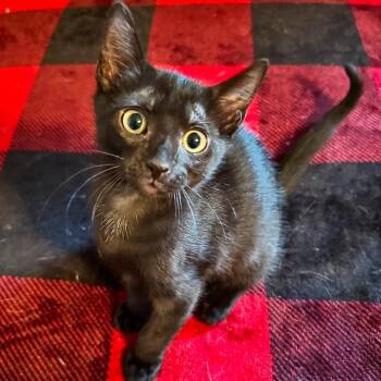 Time-key 28566 -  Domestic Short Hair Cat for Adoption in Middleburg, Florida - Time-key 28566 | PetCurious