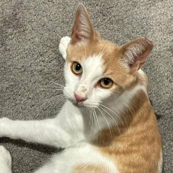 Cadillac -  Domestic Short Hair Cat for Adoption in Abingdon, Maryland - Cadillac | PetCurious