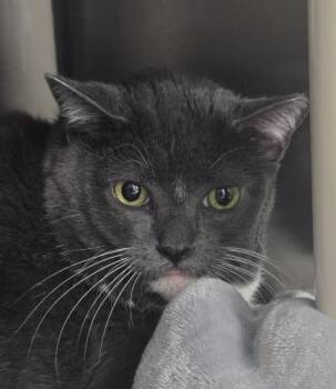 Ivy and Bella -  Domestic Short Hair Cat for Adoption in Webster, Massachusetts - Ivy And Bella | PetCurious