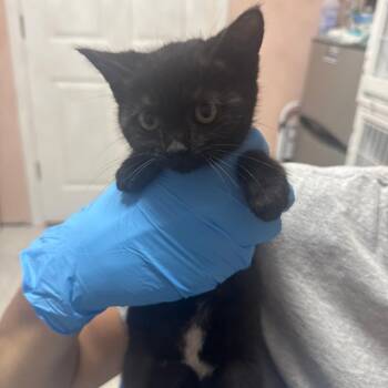Daisy ARC2026-408 -  Domestic Short Hair Cat for Adoption in Akron, New York - Daisy ARC2026-408 | PetCurious