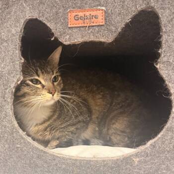 Domestic Short Hair Cats Available for Adoption in Flagstaff, Arizona - Clarice - Sweet Precious Lovebug | PetCurious