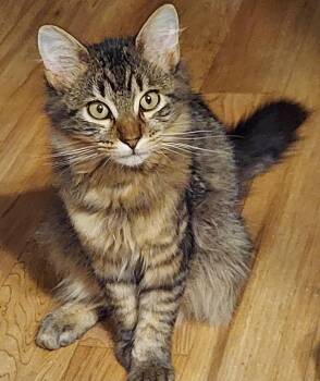 Maine coon bonded brothers -  Maine Coon and Domestic Medium Hair Cat for Adoption in Theodore, Alabama - Maine Coon Bonded Brothers | PetCurious