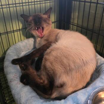 Don Julio -  Domestic Short Hair and Siamese Cat for Adoption in Fort Worth, Texas - Don Julio | PetCurious