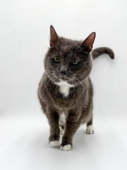 Prissy -  Domestic Short Hair Cat for Adoption in Bowling Green, Kentucky - Prissy | PetCurious