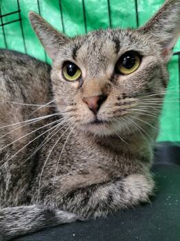 Rescue Domestic Short Hair Cats for Adoption in Lorain, Ohio - Octavia | PetCurious