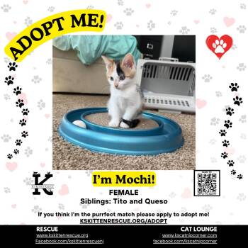 Mochi -  Domestic Short Hair Cat for Adoption in OSBORNVILLE, New Jersey - Mochi | PetCurious