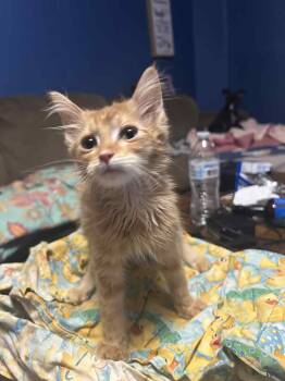 Rescue Domestic Short Hair Cats for Adoption in Oklahoma City, Oklahoma - Hardin | PetCurious