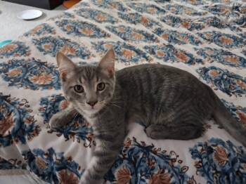 Apollo -  Domestic Short Hair Cat for Adoption in Overland Park, Kansas - Apollo | PetCurious
