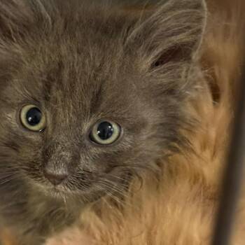 Porter -  Domestic Medium Hair Cat for Adoption in Uniontown, Pennsylvania - Porter | PetCurious