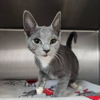 Noodle -  Domestic Short Hair Cat for Adoption in Fort Wayne, Indiana - Noodle | PetCurious