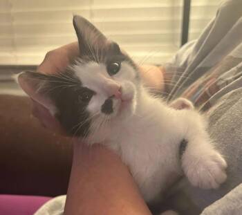 Domestic Short Hair Cats Available for Adoption in Magnolia, Texas - Charley | PetCurious