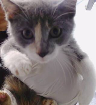 A1265531 -  Domestic Short Hair Cat for Adoption in Charlotte, North Carolina - A1265531 | PetCurious