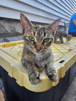 America “Erica” -  Domestic Short Hair Cat for Adoption in Ferndale, Michigan - America “Erica” | PetCurious