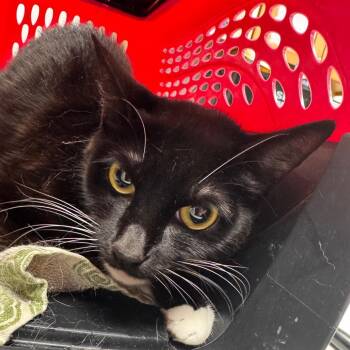 Morgana -  Domestic Short Hair Cat for Adoption in Starkville, Mississippi - Morgana | PetCurious
