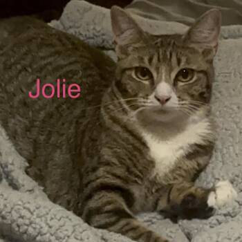 Jolie -  Domestic Short Hair Cat for Adoption in Liverpool, Texas - Jolie | PetCurious