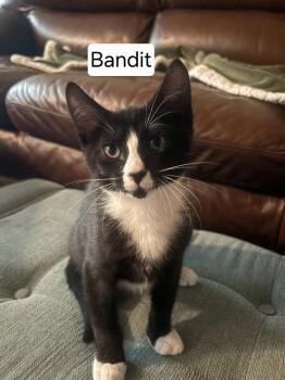Bandit 7980 -  Domestic Short Hair Cat for Adoption in Dallas, Texas - Bandit 7980 | PetCurious