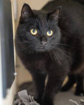 Highway -  Domestic Short Hair Cat for Adoption in Pequot Lakes, Minnesota - Highway | PetCurious