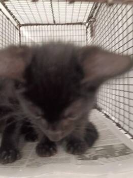 STANFORD -  Domestic Short Hair Cat Available for Adoption in Fort Lauderdale, Florida - STANFORD | PetCurious