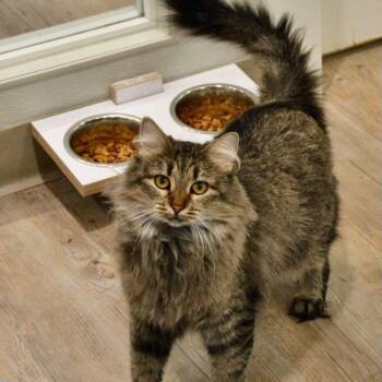 Domestic Medium Hair Cats Available for Adoption in Saint Charles, Missouri - Monopoly | PetCurious