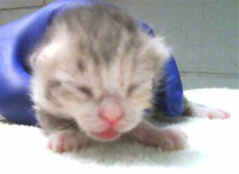 PETEY -  Domestic Short Hair Cat for Adoption in Dallas, Texas - PETEY | PetCurious