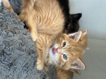 Sashimi -  Domestic Short Hair Cat for Adoption in Steinbach, Manitoba - Sashimi | PetCurious