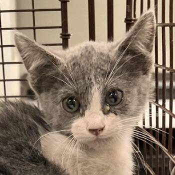 Maizy -  Domestic Medium Hair Cat for Adoption in Las Cruces, New Mexico - Maizy | PetCurious