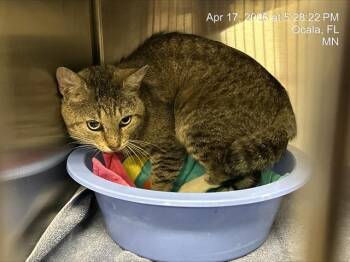 Domestic Short Hair Cats Available for Adoption in Ocala, Florida - A380509 | PetCurious