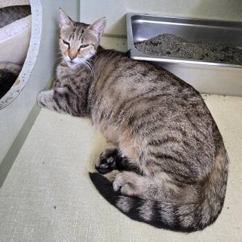 Domestic Short Hair Cats Available for Adoption in Denver, Colorado - Mama Olive | PetCurious