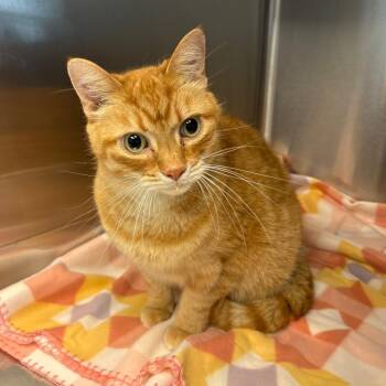 Domestic Short Hair Cats Available for Adoption in Parkersburg, West Virginia - Chance (Fury) | PetCurious