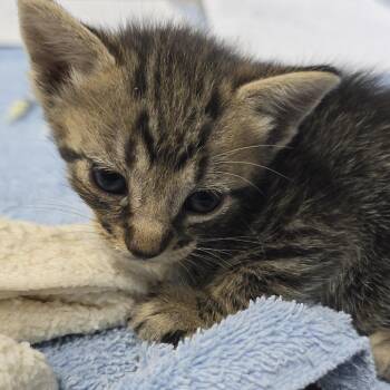 Genevieve 26-0646 -  Domestic Short Hair Cat for Adoption in Yanceyville, North Carolina - Genevieve 26-0646 | PetCurious