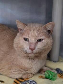 Domestic Short Hair Cats Available for Adoption - Jelly Roll | PetCurious