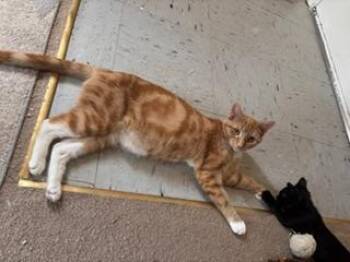 Blossom -  Domestic Short Hair Cat for Adoption in Greensboro, North Carolina - Blossom | PetCurious