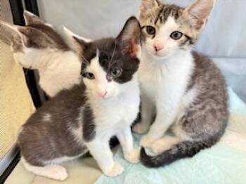 Rescue Domestic Short Hair Cats for Adoption in Edison, New Jersey - Missy | PetCurious