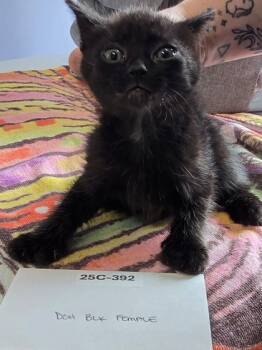Rescue Domestic Short Hair Cats for Adoption in Willmar, Minnesota - Courtney | PetCurious