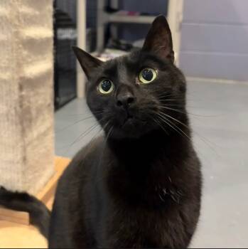 Rescue Domestic Short Hair Cats for Adoption in South Bend, Indiana - Moon | PetCurious