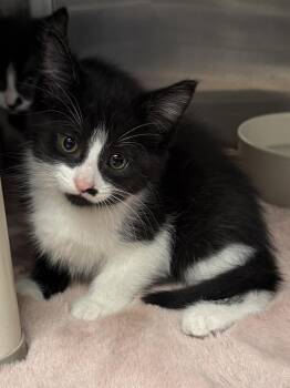 Domestic Short Hair Cats Available for Adoption - ELIZABETH TAYLOR | PetCurious