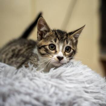 Clover -  Domestic Short Hair Cat for Adoption in Gainesville, Georgia - Clover | PetCurious