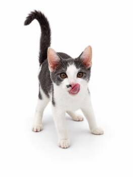 Peanut -  Domestic Short Hair Cat for Adoption in Bowling Green, Kentucky - Peanut | PetCurious