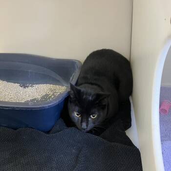Pluto -  Domestic Short Hair Cat for Adoption in Burlington, Ontario - Pluto | PetCurious