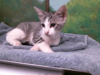 MR.GOODBAR -  Domestic Short Hair Cat for Adoption in Houston, Texas - MR.GOODBAR | PetCurious