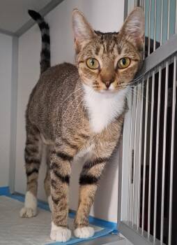 Starlight -  Domestic Short Hair Cat for Adoption in Manning, South Carolina - Starlight | PetCurious