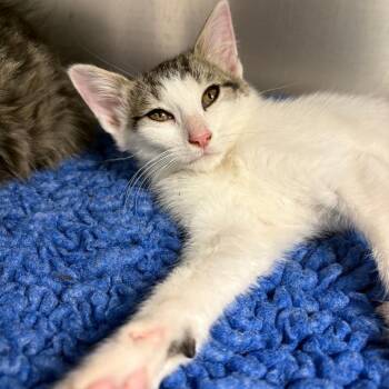 26-231 -  Domestic Short Hair Cat for Adoption in North Branford, Connecticut - 26-231 | PetCurious