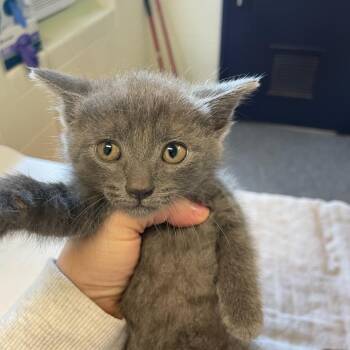 Clue -  Domestic Short Hair Cat for Adoption in Charlottesville, Virginia - Clue | PetCurious