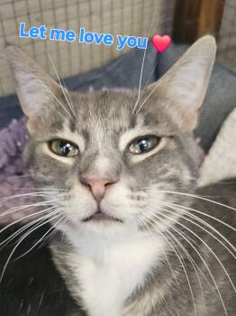 Moose -  Domestic Short Hair Cat for Adoption in Villa Park, California - Moose | PetCurious