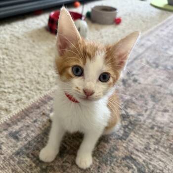 Reverend Green -  Domestic Short Hair Cat for Adoption in Chattanooga, Tennessee - Reverend Green | PetCurious