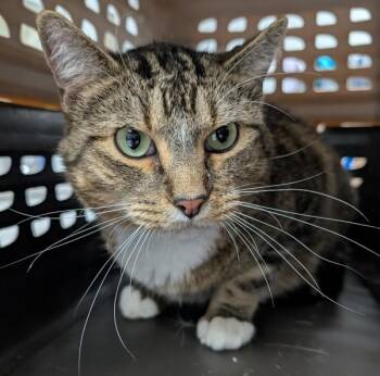 Amelio -  Domestic Short Hair Cat for Adoption in Des Moines, Iowa - Amelio | PetCurious