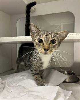 PRIUS -  Domestic Short Hair Cat for Adoption in Doral, Florida - PRIUS | PetCurious